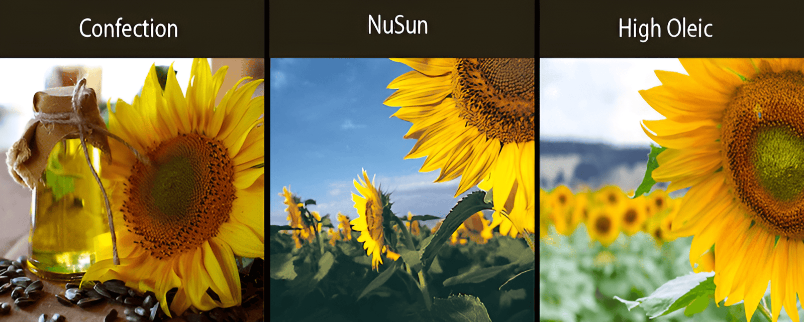 confection sunflower nusun sunflower high oleic sunflower varieties